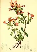 Illustration from Atlas der Alpenflora