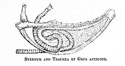 The complex looping trachea of the sarus crane, embedded within its sternum, produces the crane's signature trumpeting calls.[48]