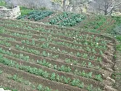 Agriculture in Sataf, 2009