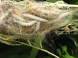 Larvae in web