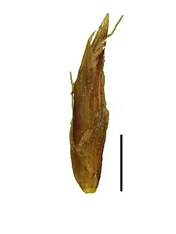 Spikelet (the black scale bar represents 1 mm)