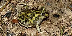 Couch's Spadefoot (Scaphiopus couchii), Cameron County, Texas, USA (11 April 2016).
