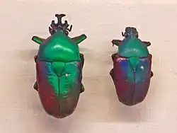 Male and female of D. cavifrons at the National Museum in Prague