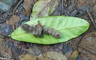 Scat of a carnivore near Goera Ronggat