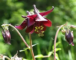 Flowers of Aquilegia atrata