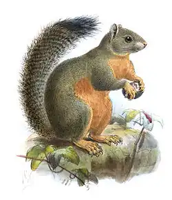 Drawing of brown and gray squirrel