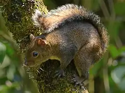 Brown squirrel