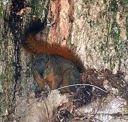 Brown and gray squirrel