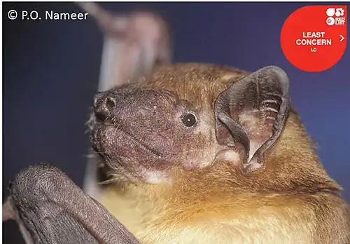 Brown bat