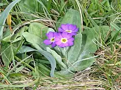 Scottish primrose