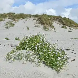 Sea Rocket and sand dunes in Hå Municipality