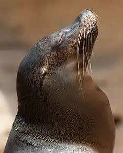 A sea lion at the Memphis Zoo