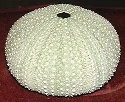 Evechinus chloroticus dried test