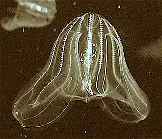 The bioluminescence sea walnut has a transient anus[39] which forms only when it needs to defecate