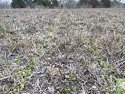 Seedlings growing in the Louis René Barrera Indiangrass Wildlife Sanctuary