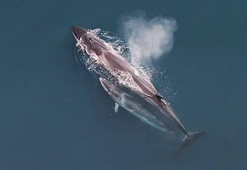 Sei whales