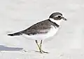 Playero acollarado (Charadrius semipalmatus)