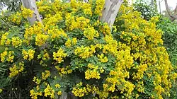 Senna pendula (Easter cassia)