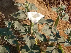A small white flower grows above a congregation of green leaves