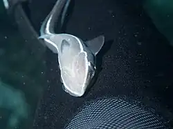 Image 14Sharksucker (Echeneis naucrates) (from Shark agonistic display)