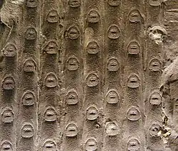 A close-up of the leaf scars on a Sigillaria notata