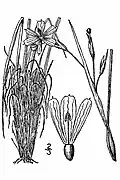 Coastalplain blue-eyed grass (Sisyrinchium fuscatum)