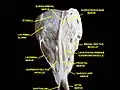 Extrinsic eye muscle. Nerves of orbita. Deep dissection.