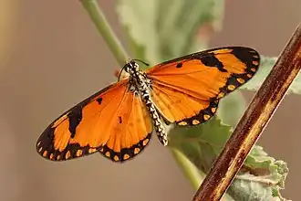 Male A. s. serena Gambia