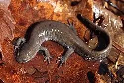 A brown salamander resting on leaves