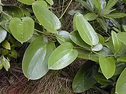 S. melastomifolia, called hoi kuahiwi on Hawaiʻi