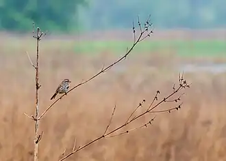 Song sparrow