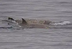 Two southern bottlenose whales surfacing