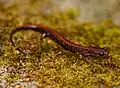 Slim brown salamander with red stripe along back
