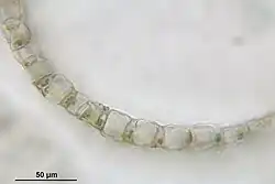 Cross-section of the branch leaf