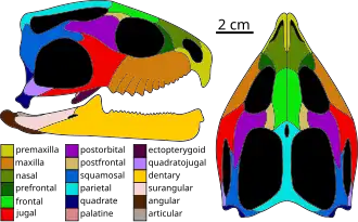 Skull of Sphenotitan, an early member of Eilenodontinae