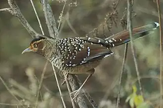 Spotted laughingthrush (Ianthocincla ocellata) in undergrowth of a mixed cold temperate Himalayan Forest, about 2250 meters above sea level, in Sarmoli Village, Munsiari, District Pithoragarh, Uttarakhand.