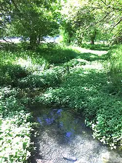 Springs Branch waterway