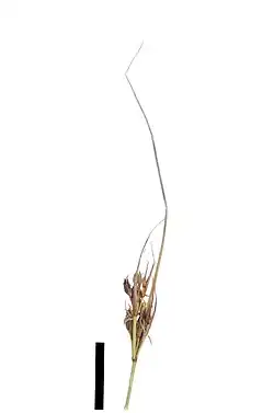 Flowering head (black scale bar represents 10 mm)