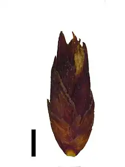 Spikelet, (black scale bar represents 1 mm)