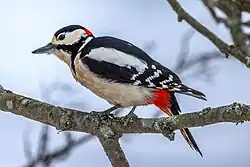 Great spotted woodpecker, Vaxholm, Stockholm