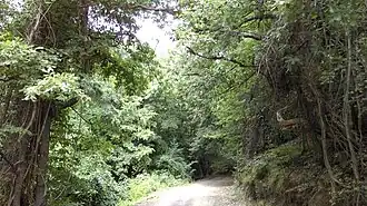 Forest of Grnčari on the slopes of the Baba mountain range