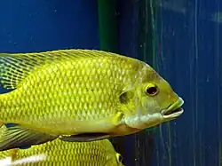 Redbelly tilapia swimming in an aquarium