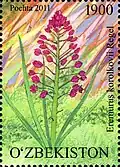 Uzbek postage stamp depicting E. korolkowii
