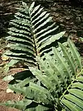 Stangeria eriopus, a cycad once thought to be a fern