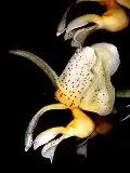 Stanhopea radiosa
