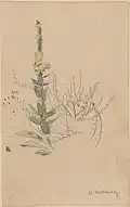Mullein, pencil and watercolor on paper, ca. 1875 (National Museum in Warsaw).