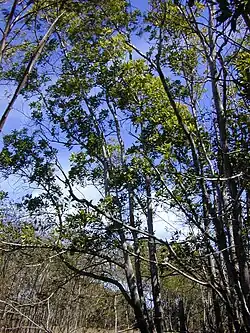 green foliage, dark grey thin trunks and branches of a clump of small trees, photographed against a blue sky