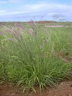 Yerba (Pennisetum setaceum)