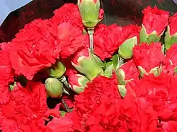 Dianthus caryophyllus