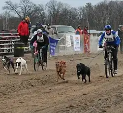 Two bikers on a dirt road are pulled each by a pair of dogs in a race.